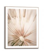 Tavla Slim Frame Wood 40x50 Dandelion Heart