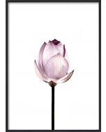 Poster 30x40 Purple Flower planpackad)