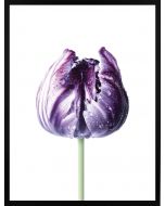 Poster 30x40 Spring Flower Purple