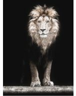 Poster 50x70 Black Lion (planpackad)