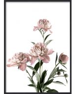 Poster 30x40 Pink Peony (planpackad)